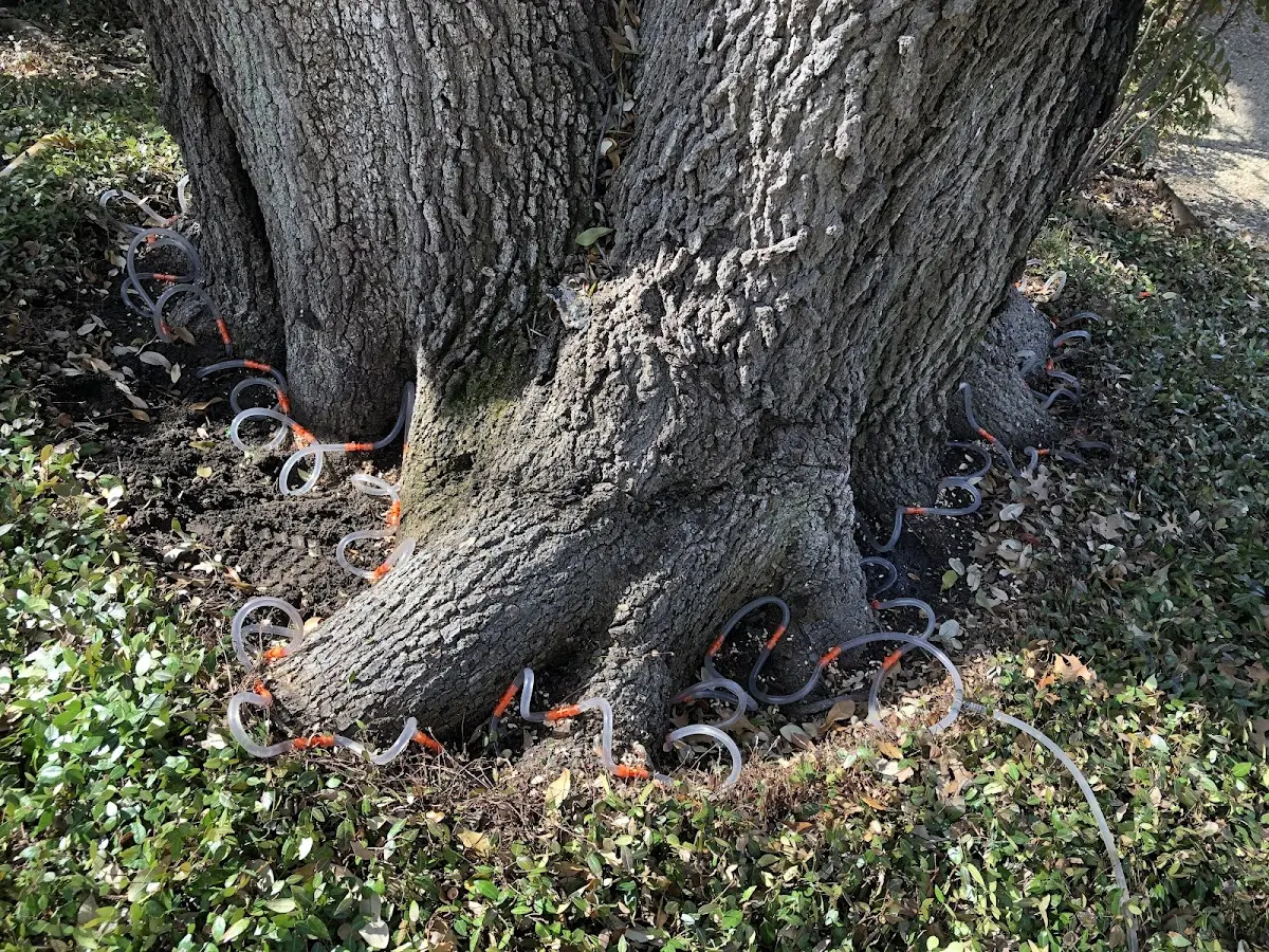 Detailed Tree Cabling and Bracing job site in Key Largo