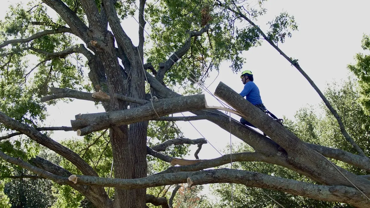 Professional Crown Thinning performed by certified arborists in Key Largo