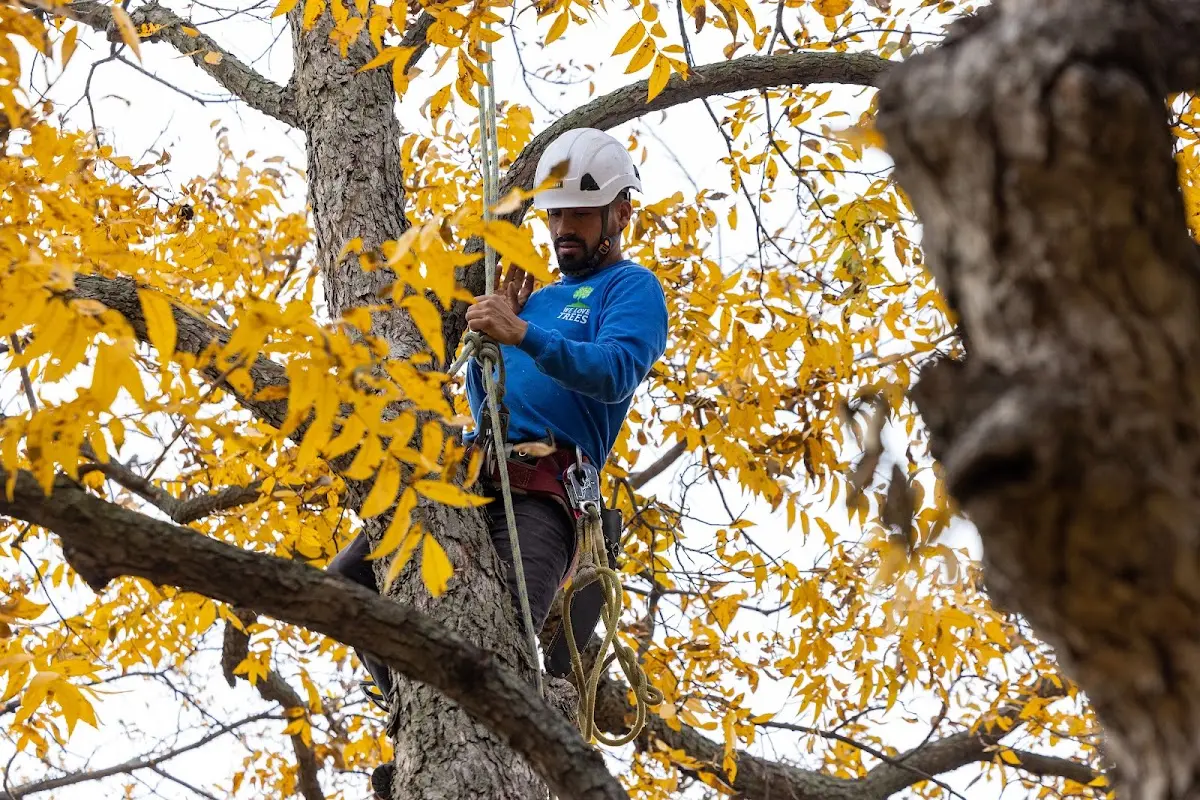 Skilled Tree Trimming crew working in Key Largo